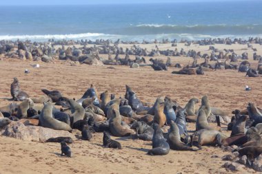Cape kürk fokları Namibya