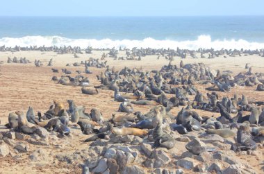 Cape kürk fokları Namibya