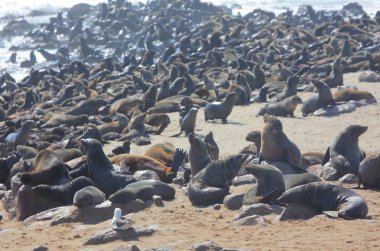 Cape kürk fokları Namibya