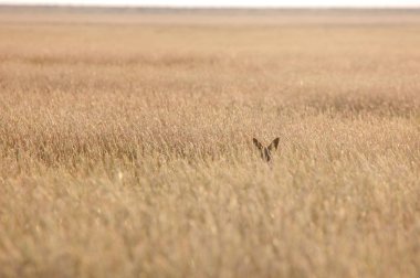 Etkin ulusal Park'ta genç çakal