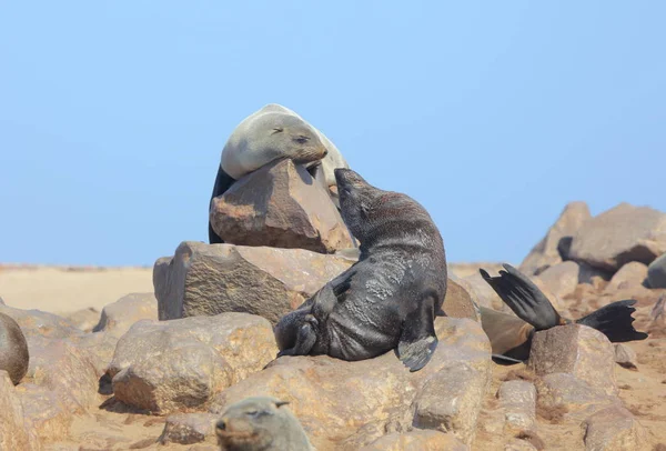 Pelzrobben in Namibia — Stockfoto