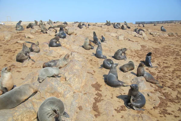 나미비아의 케이프 물개 — 스톡 사진