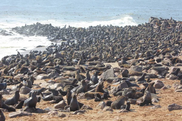 Cape kürk fokları Namibya