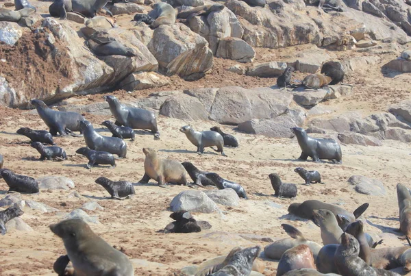 Tulení kožešiny Cape v Namibii — Stock fotografie