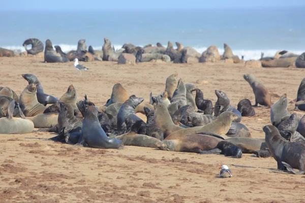 Tulení kožešiny Cape v Namibii — Stock fotografie