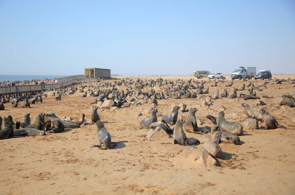 Cape fur seals in Namibia