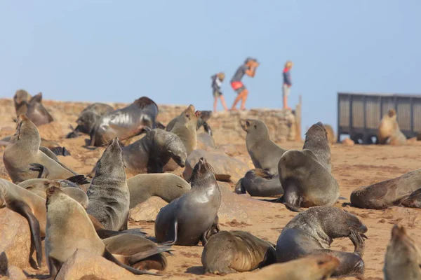 Tulení kožešiny Cape v Namibii — Stock fotografie