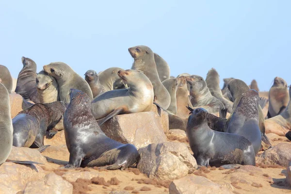 Cape fur seals in Namibia — Stock Photo, Image