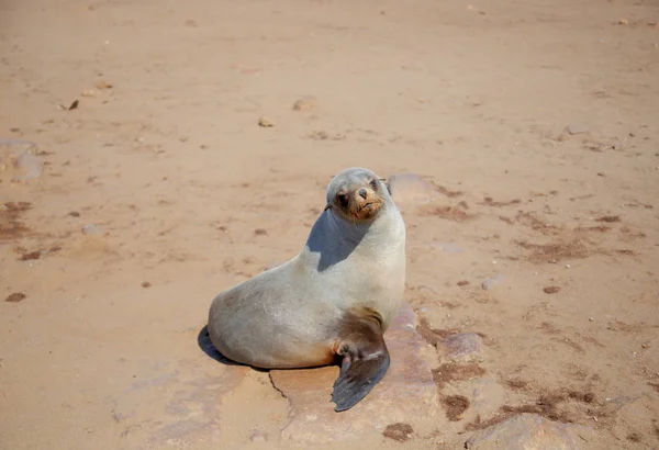 Umhang Pelz in Namibia — Stockfoto