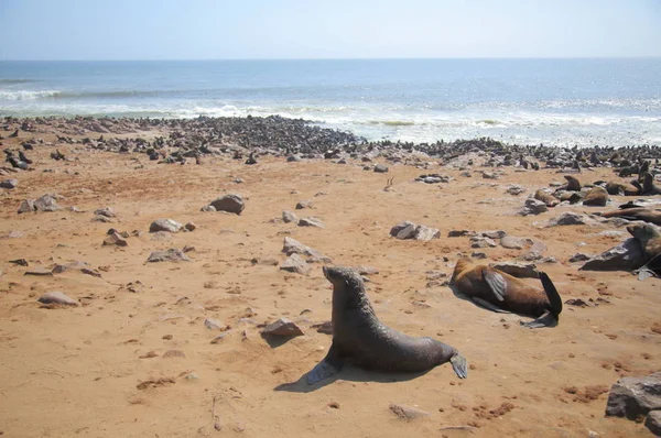 Tulení kožešiny Cape v Namibii — Stock fotografie