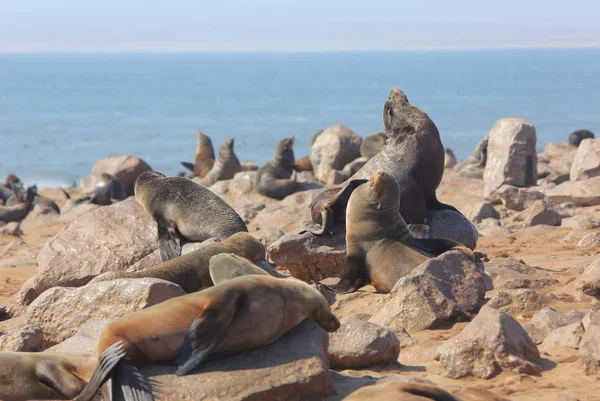 Морские котики Намибии — стоковое фото