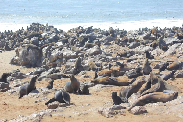 Tulení kožešiny Cape v Namibii — Stock fotografie