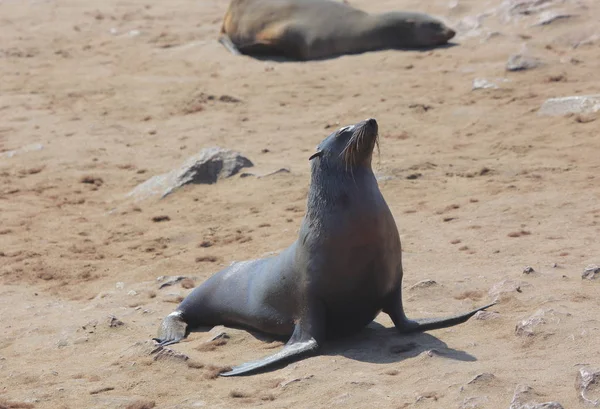 Pelzrobben in Namibia — Stockfoto