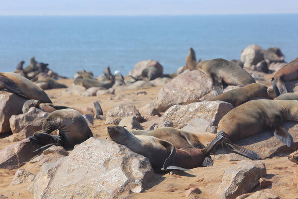 Cape fur seals in Namibia