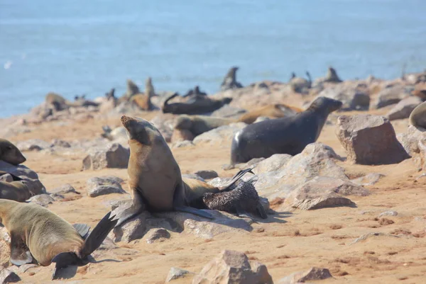 Cape bont zeehonden in Namibië — Stockfoto