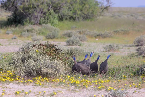 Uccelli Selvatici Sulla Natura Nella Namibia Settentrionale — Foto Stock