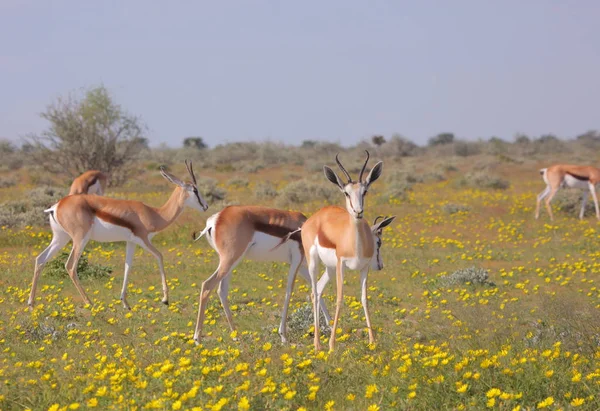 Afrikanska Impala på Etosha national park — Stockfoto