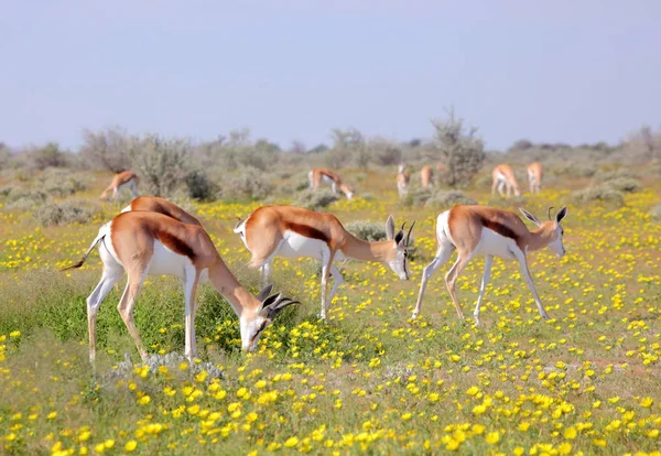 Impala Africano no parque nacional de Etosha — Fotografia de Stock