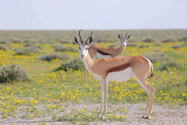 Afrikanska Impala på Etosha national park — Stockfoto