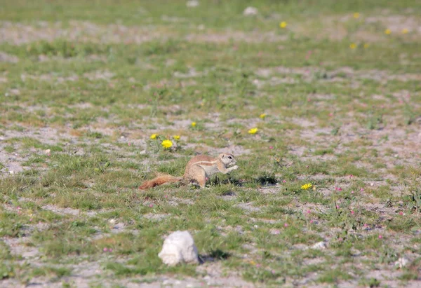 Veverka kapská v národní Park Etosha — Stock fotografie