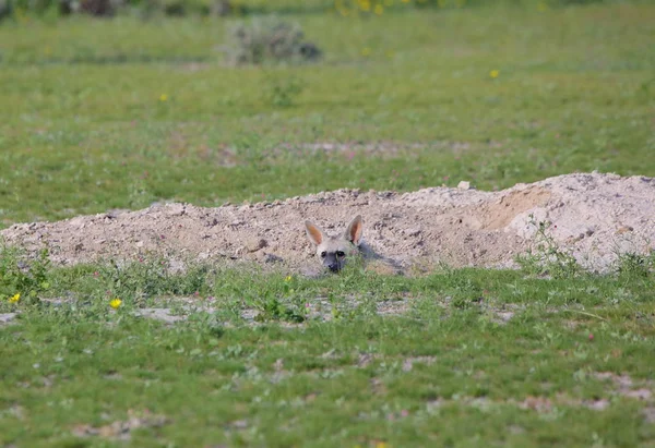 Wildtier Der Natur Nordnamibia — Stockfoto