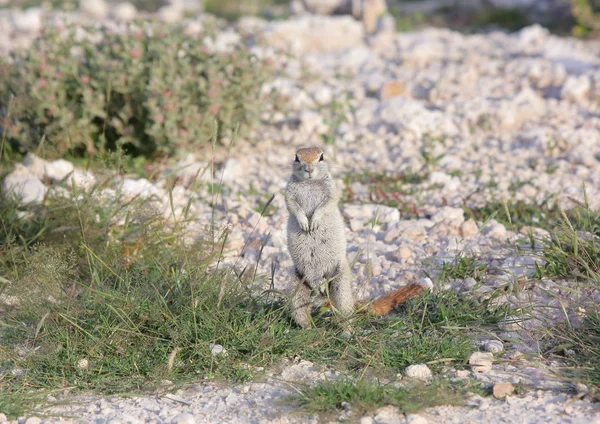 Veverka kapská v národní Park Etosha — Stock fotografie