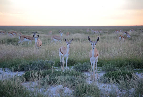 Impala africana al parco nazionale di Etosha — Foto Stock