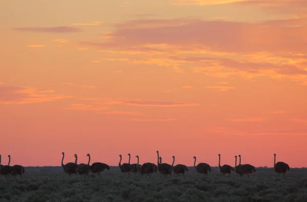Manada de avestruces africanos — Foto de Stock