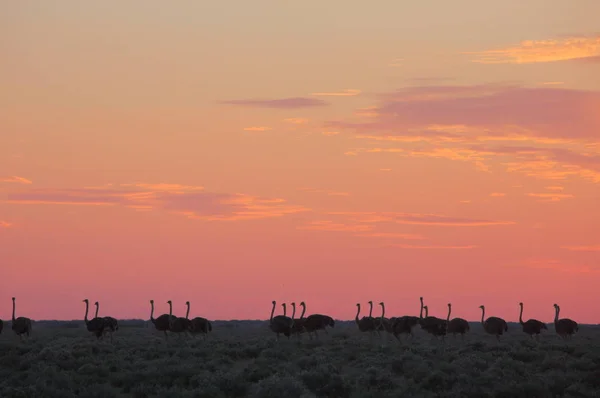 Afrikalı devekuşu sürüsü — Stok fotoğraf