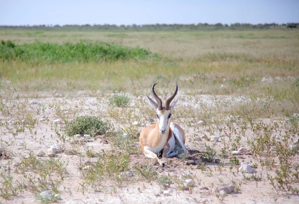 埃托沙国家公园的Springbok — 图库照片