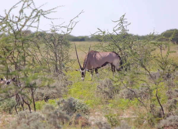 Oryx al parco nazionale di Etosha — Foto Stock