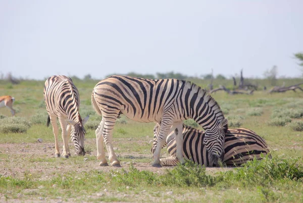 Zebre al parco nazionale di Etosha — Foto Stock