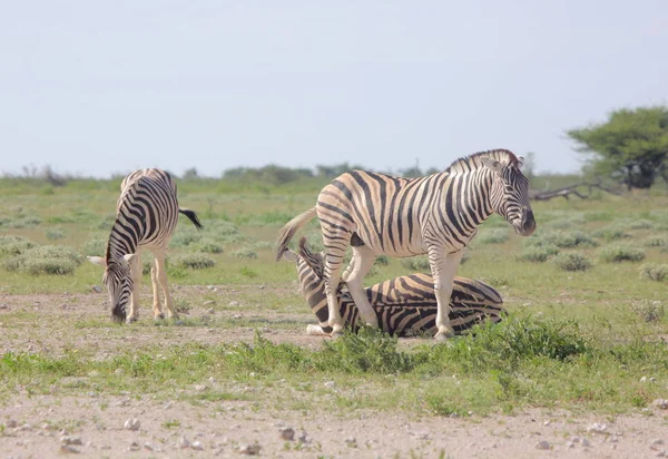 Zebry w Etosha national park — Zdjęcie stockowe