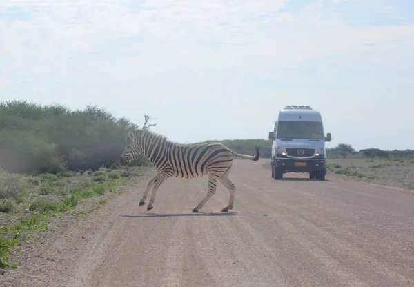 Zebra, Etosha Nemzeti Park — Stock Fotó