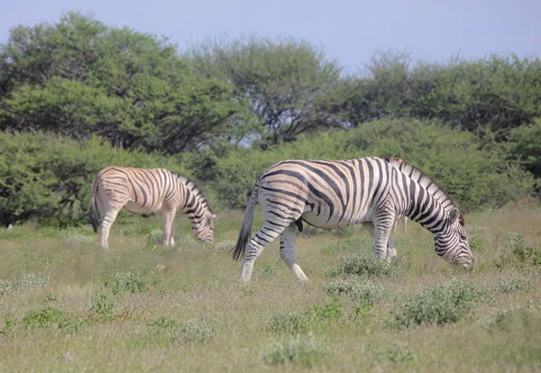 Zebras   at Etosha national park — Stock Photo, Image