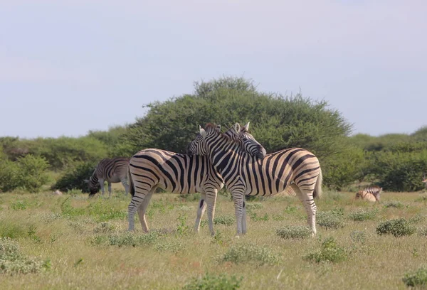 Cebras en el parque nacional de Etosha — Foto de Stock