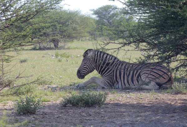 Zebra al parco nazionale di Etosha — Foto Stock