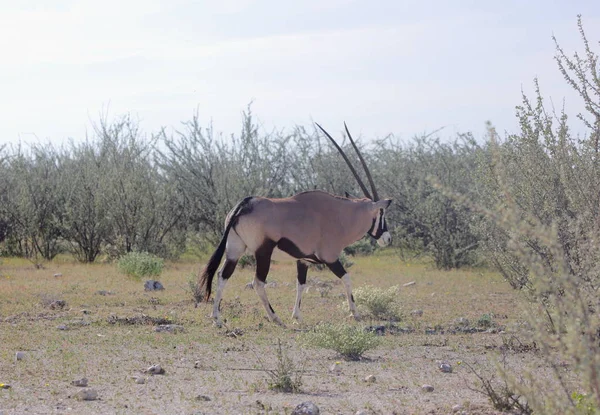 Oryx en el parque nacional de Etosha —  Fotos de Stock