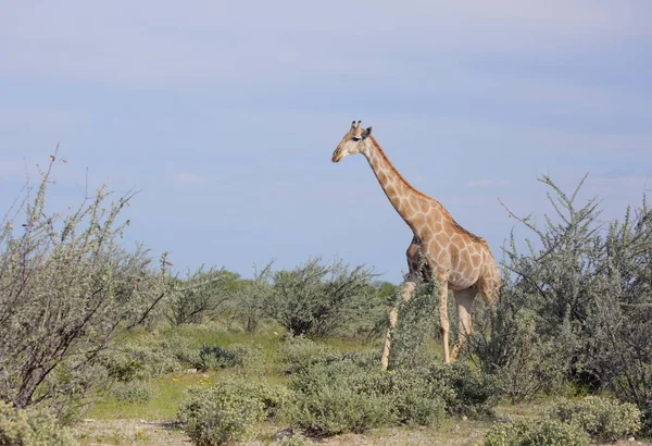 Girafe au parc national d'Etosha — Photo