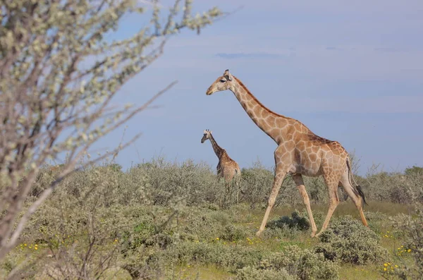 Groupe de jeunes Girafes — Photo