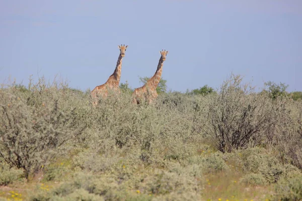 Gruppo di giovani Giraffe — Foto Stock