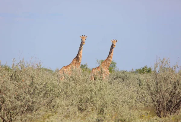 Grupo de jovens Girafas — Fotografia de Stock