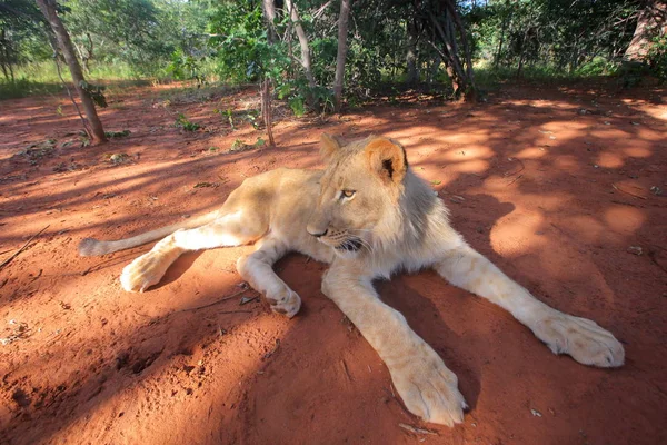 Löwin in Sambia, Afrika. — Stockfoto