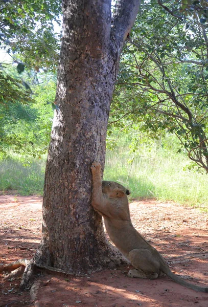 잠비아, 아프리카에서에서 암 사자. — 스톡 사진