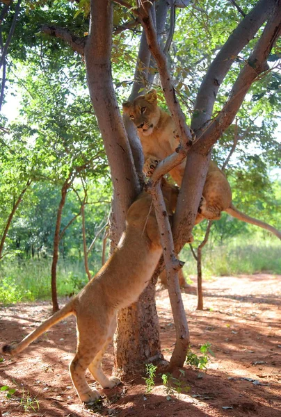 Löwinnen in Sambia, Afrika. — Stockfoto