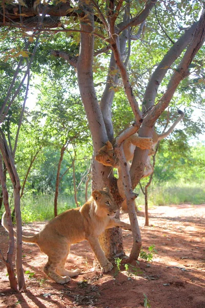 Löwinnen in Sambia, Afrika. — Stockfoto