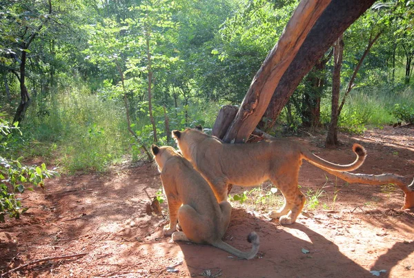 Löwinnen in Sambia, Afrika. — Stockfoto