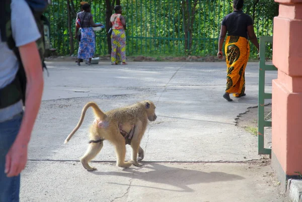 Macaco selvagem em Victoria Falls — Fotografia de Stock