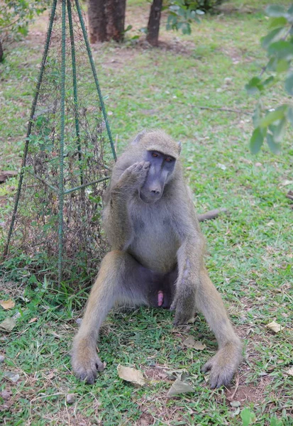 Foto von Afrikanischem Affen — Stockfoto