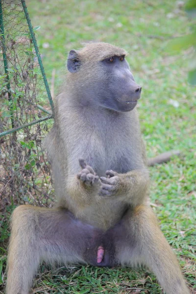 Foto van Afrikaanse aap — Stockfoto
